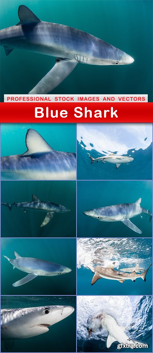 Blue Shark - 9 UHQ JPEG