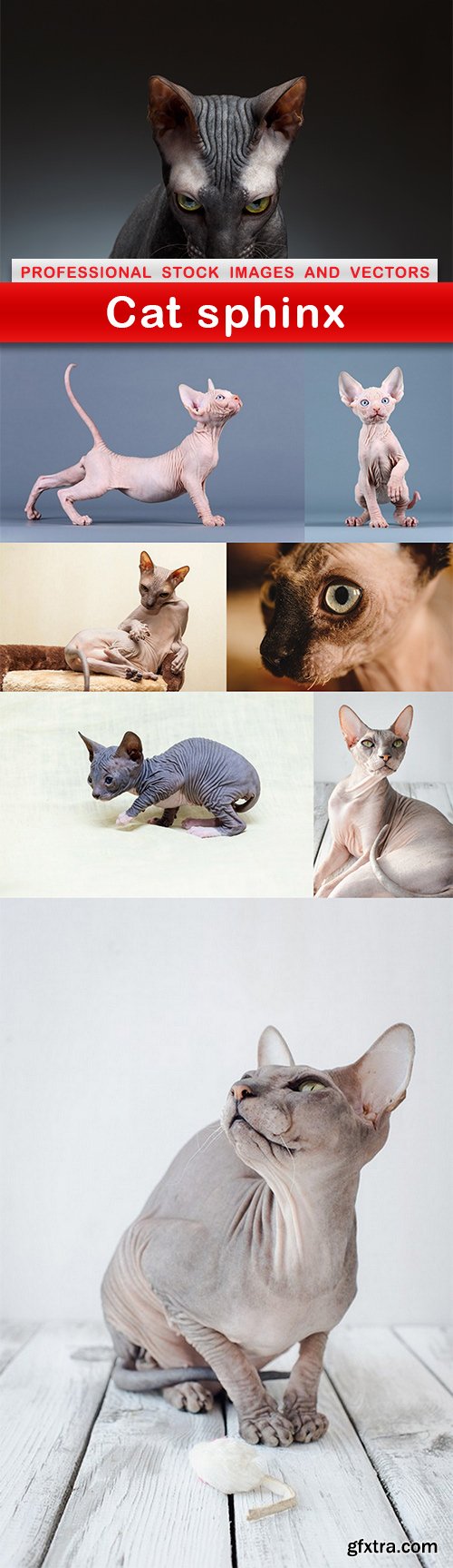 Cat sphinx - 8 UHQ JPEG