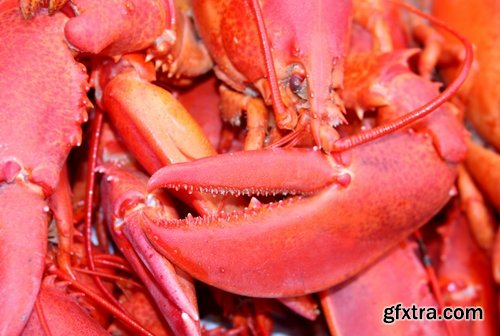 Collection lobster chela cancer boiled seafood 25 HQ Jpeg