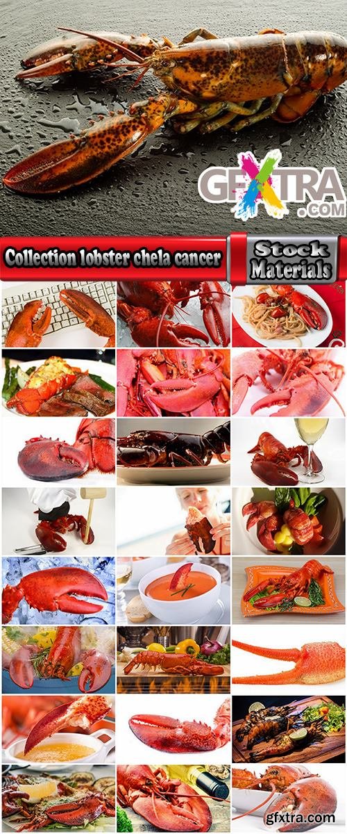 Collection lobster chela cancer boiled seafood 25 HQ Jpeg