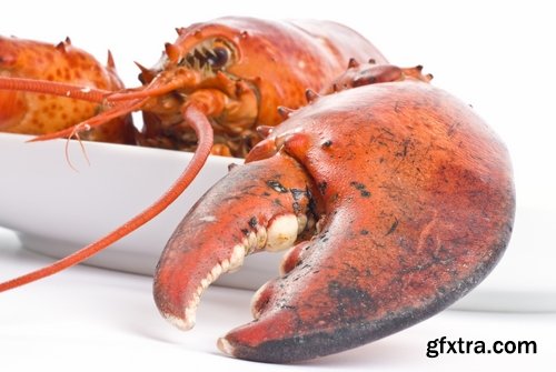 Collection lobster chela cancer boiled seafood 25 HQ Jpeg