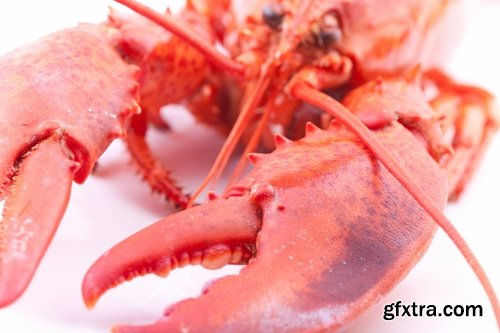 Collection lobster chela cancer boiled seafood 25 HQ Jpeg