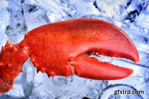 Collection lobster chela cancer boiled seafood 25 HQ Jpeg