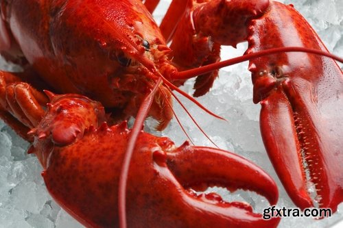 Collection lobster chela cancer boiled seafood 25 HQ Jpeg