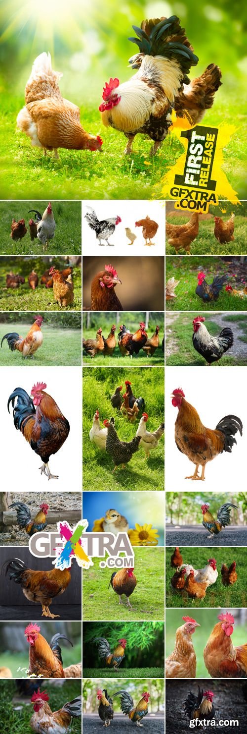 Stock Photo - Rooster & Hen