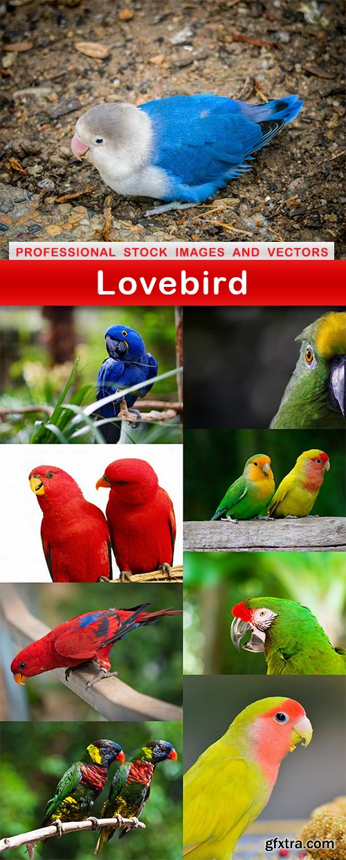 Lovebird - 9 UHQ JPEG