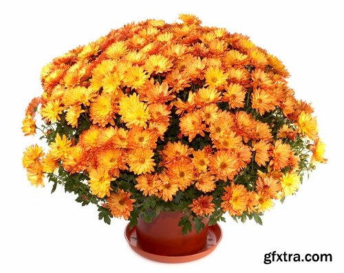 Collection of of autumn flowers bouquet of yellow 25 HQ Jpeg