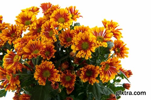 Collection of of autumn flowers bouquet of yellow 25 HQ Jpeg