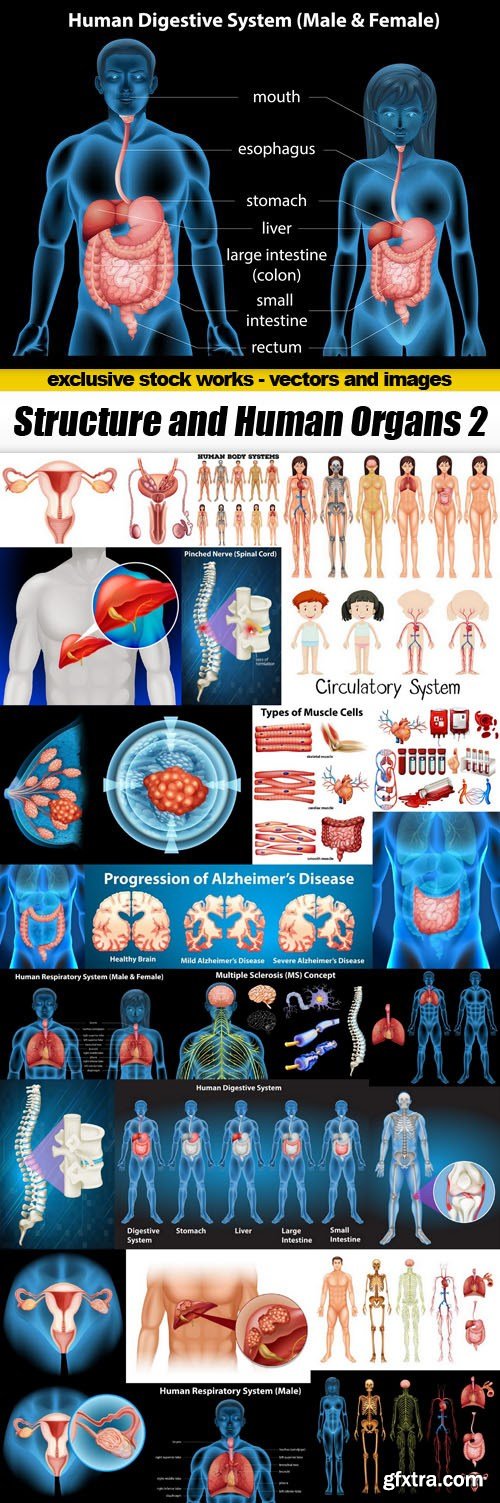 Structure and Human Organs 2 - 25xEPS