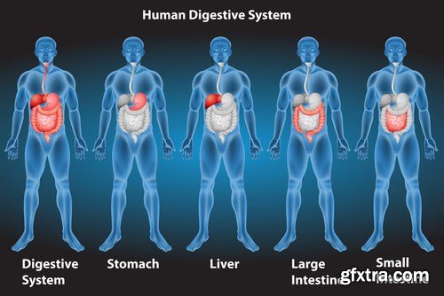 Structure and Human Organs 2 - 25xEPS