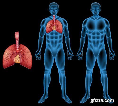 Structure and Human Organs 2 - 25xEPS