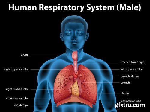 Structure and Human Organs 2 - 25xEPS