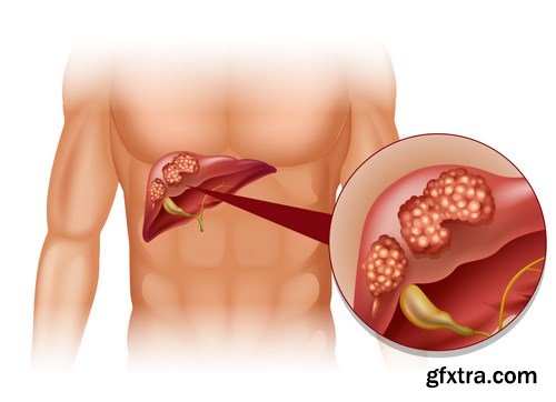 Structure and Human Organs 2 - 25xEPS