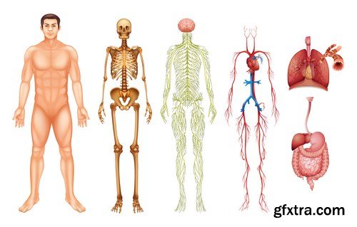 Structure and Human Organs 2 - 25xEPS