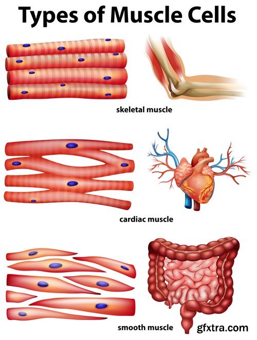 Structure and Human Organs 2 - 25xEPS