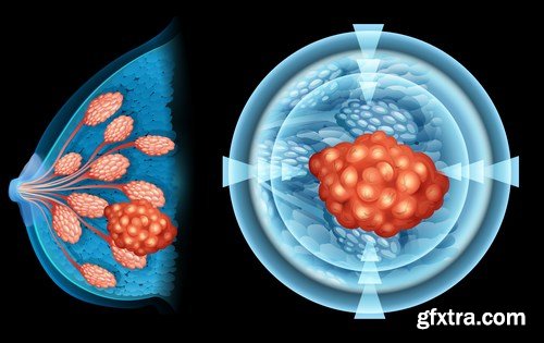 Structure and Human Organs 2 - 25xEPS