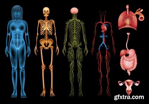 Structure and Human Organs 2 - 25xEPS