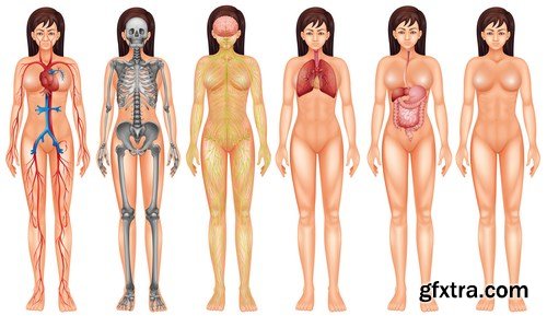 Structure and Human Organs 2 - 25xEPS