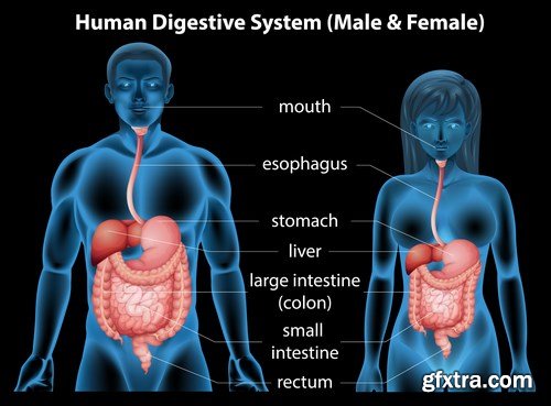 Structure and Human Organs 2 - 25xEPS