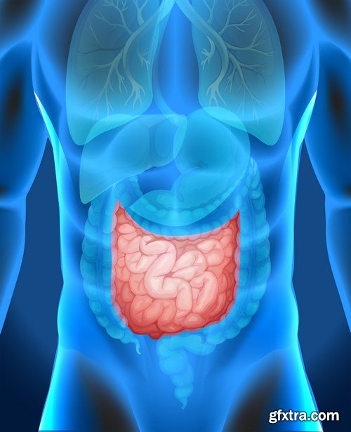 Structure and Human Organs 2 - 25xEPS