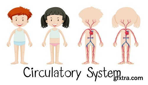 Structure and Human Organs 2 - 25xEPS