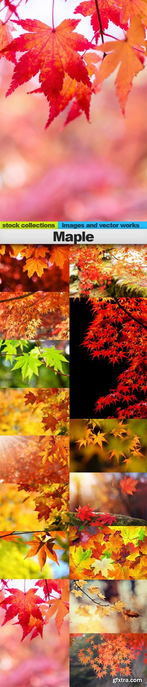 Maple, 15 x UHQ JPEG