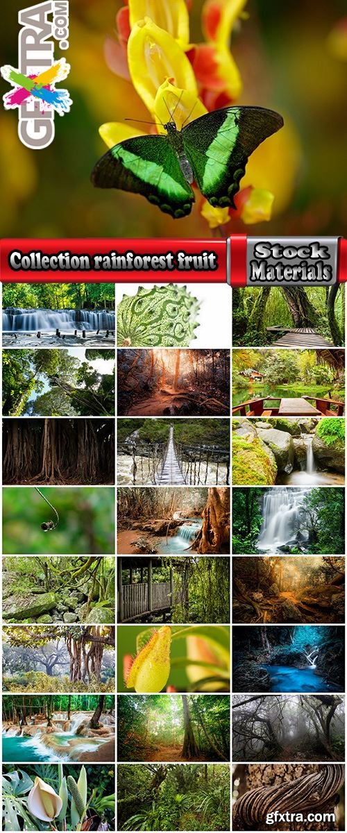 Collection rainforest fruit flower animal butterfly relict tree liana 25 HQ Jpeg