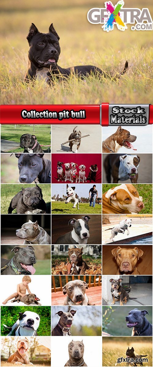 Collection pit bull dog breed game-dog puppy 25 HQ Jpeg