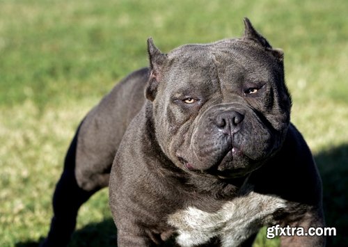 Collection pit bull dog breed game-dog puppy 25 HQ Jpeg