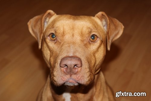 Collection pit bull dog breed game-dog puppy 25 HQ Jpeg