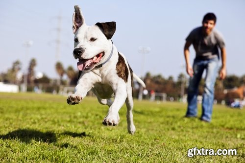 Collection pit bull dog breed game-dog puppy 25 HQ Jpeg