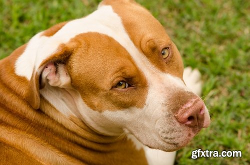 Collection pit bull dog breed game-dog puppy 25 HQ Jpeg