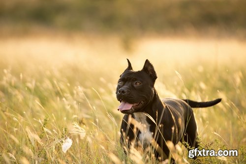 Collection pit bull dog breed game-dog puppy 25 HQ Jpeg