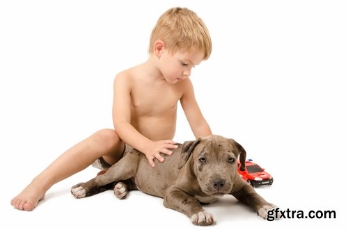 Collection pit bull dog breed game-dog puppy 25 HQ Jpeg