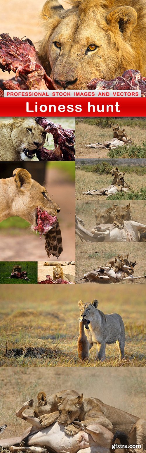 Lioness hunt - 11 UHQ JPEG