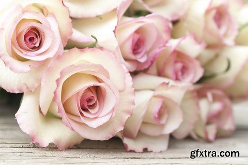 Beautiful Roses - 20xUHQ JPEG