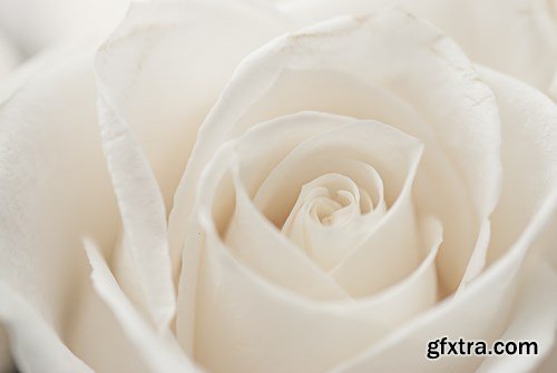 Beautiful Roses - 20xUHQ JPEG