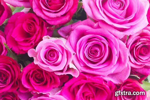 Beautiful Roses - 20xUHQ JPEG