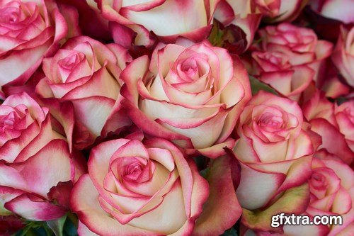 Beautiful Roses - 20xUHQ JPEG