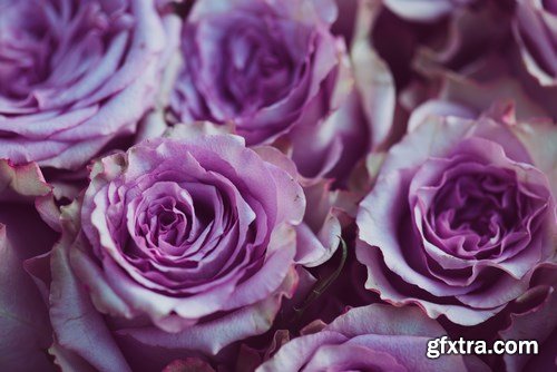 Beautiful Roses - 20xUHQ JPEG