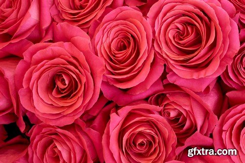 Beautiful Roses - 20xUHQ JPEG