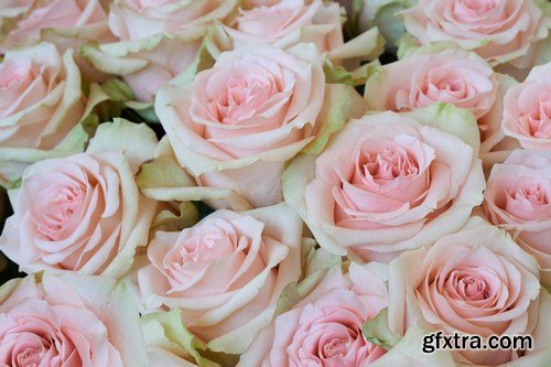 Beautiful Roses - 20xUHQ JPEG