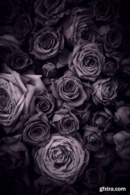 Beautiful Roses - 20xUHQ JPEG