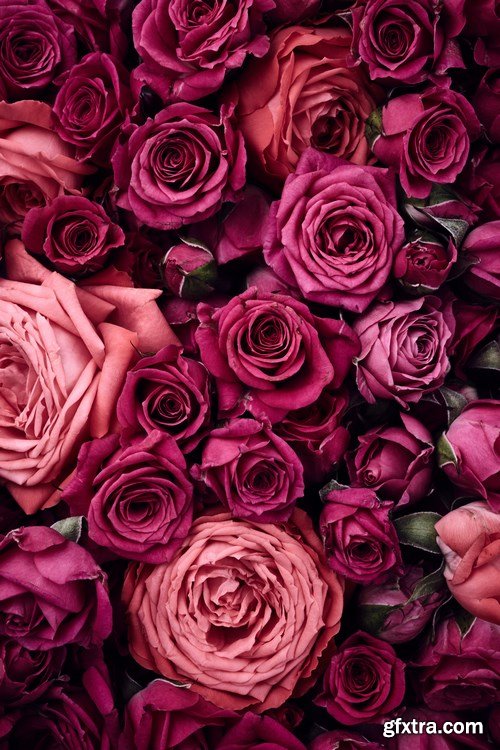 Beautiful Roses - 20xUHQ JPEG