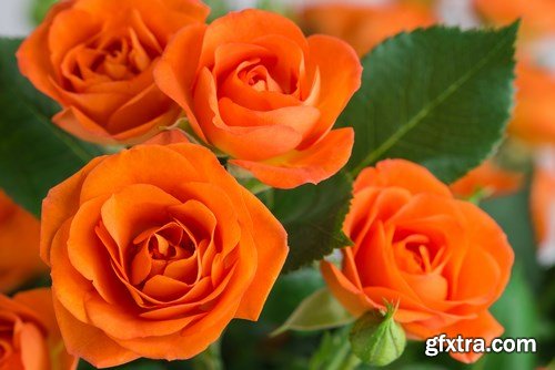 Beautiful Roses - 20xUHQ JPEG