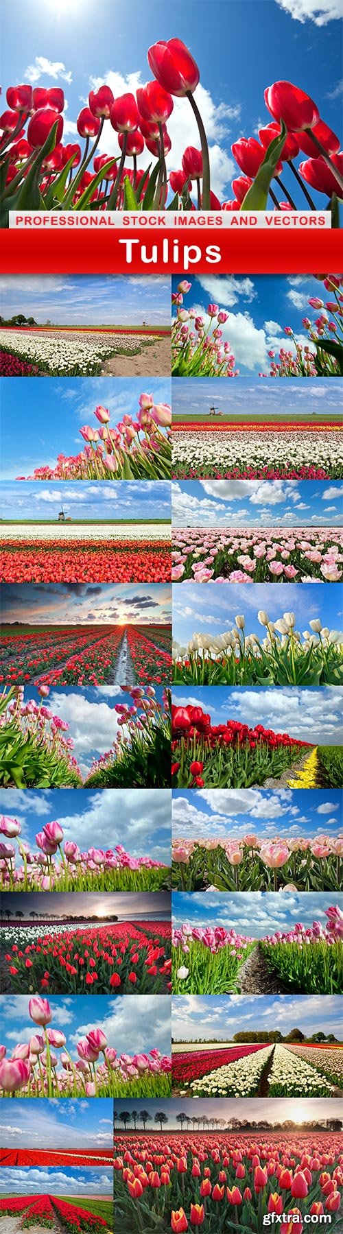 Tulips - 20 UHQ JPEG