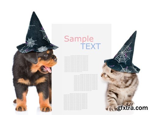 Cat and Dog with hats for halloween peeking from behind empty board