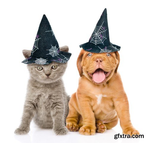 Cat and Dog with hats for halloween peeking from behind empty board