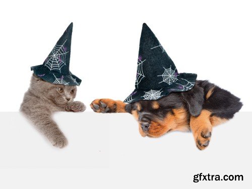 Cat and Dog with hats for halloween peeking from behind empty board