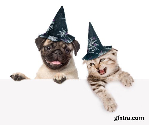 Cat and Dog with hats for halloween peeking from behind empty board